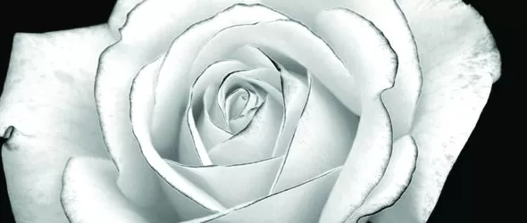 Почитат Morphine с концерт