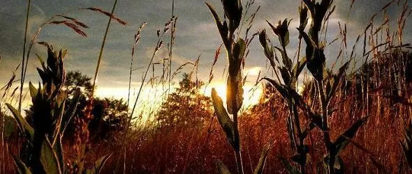 Funkadelia друса планината Ржана