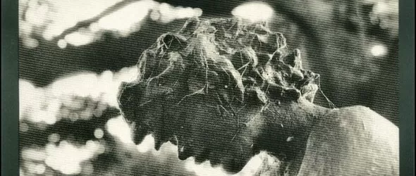 Най-красивият звук след тишината