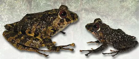 Кръстиха нов вид жаба на Лед Цепелин