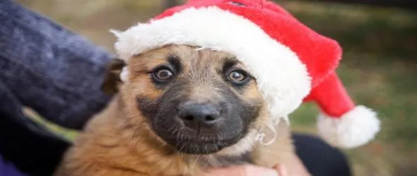 На Бъдни вечер срещу Коледа до елхата с Плешивото куче