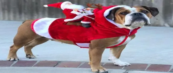 В навечерието на 2024 година с Плешивото куче, Ивайло Кицов и Зеления Дървен Дракон