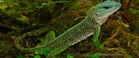 Кръстиха нов вид гущер на монументалния Брус Дикинсън