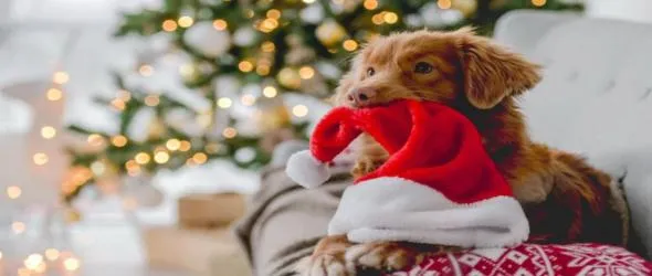 Срещу Бъдни вечер и Коледа с Плешивото куче