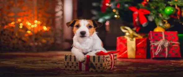 (Пред)празнично с Плешивото куче. По меломански ноти и трезви мисли