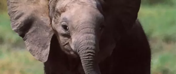 Хеви метъл успокоява слоновете в Англия