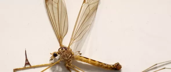 Комарите свирят с криле и пеят балади