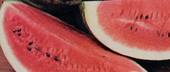 Емилия и Андреа премериха дини