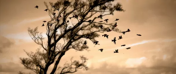 Claymore и No Ignored с общ концерт