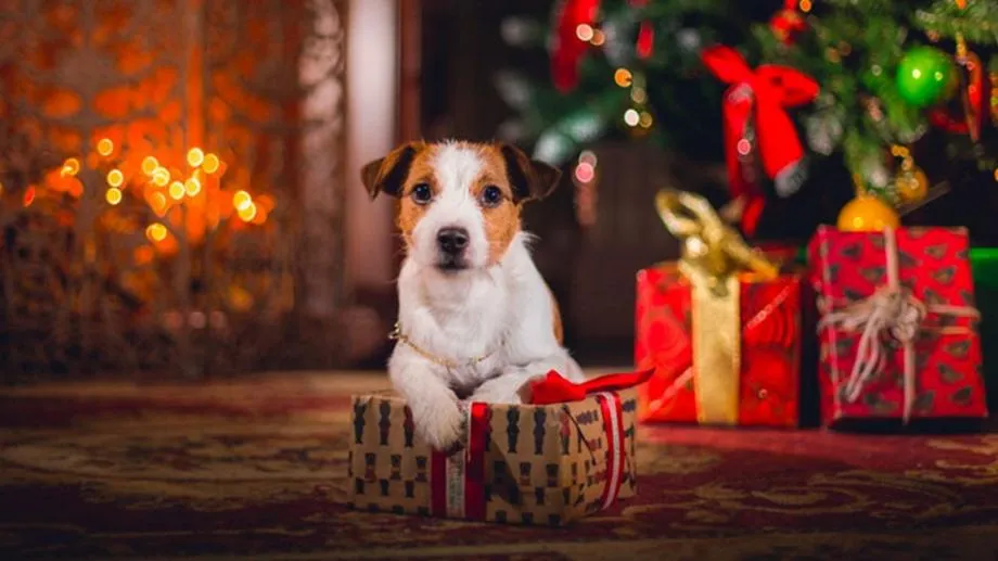 (Пред)празнично с Плешивото куче. По меломански ноти и трезви мисли