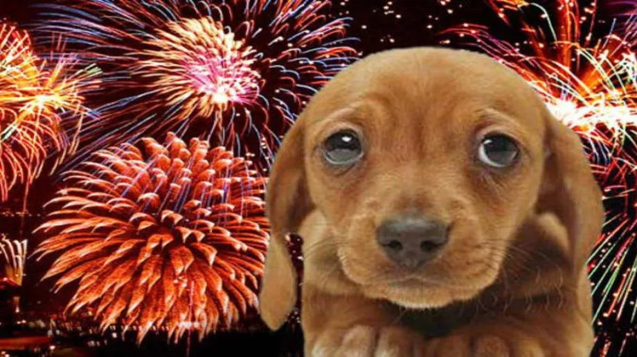 Предновогодишно с Плешивото куче. Специален празничен епизод и меломанска плейлиста